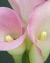 Calla Lily