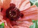 Papaver