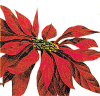 Poinsettia Tradition